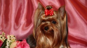 Preview wallpaper yorkshire terrier, silk, ribbon, roses