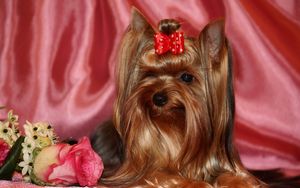 Preview wallpaper yorkshire terrier, silk, ribbon, roses