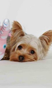 Preview wallpaper yorkshire terrier, toy, face, fluffy, dog