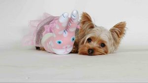 Preview wallpaper yorkshire terrier, toy, face, fluffy, dog