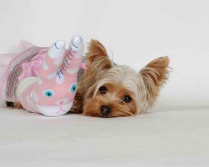 Preview wallpaper yorkshire terrier, toy, face, fluffy, dog