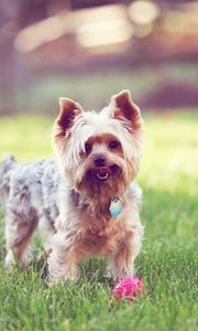 Preview wallpaper yorkshire terrier, walks, grass, dog, collar