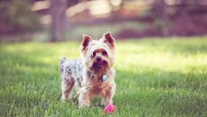 Preview wallpaper yorkshire terrier, walks, grass, dog, collar