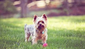 Preview wallpaper yorkshire terrier, walks, grass, dog, collar