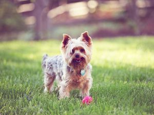 Preview wallpaper yorkshire terrier, walks, grass, dog, collar
