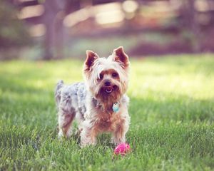 Preview wallpaper yorkshire terrier, walks, grass, dog, collar