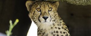 Preview wallpaper young cheetah, cheetah, predator, wildlife