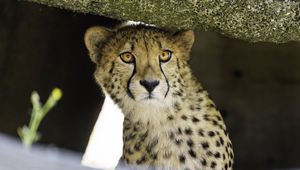 Preview wallpaper young cheetah, cheetah, predator, wildlife