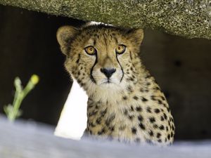 Preview wallpaper young cheetah, cheetah, predator, wildlife