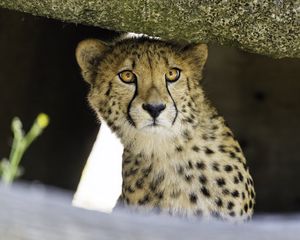 Preview wallpaper young cheetah, cheetah, predator, wildlife