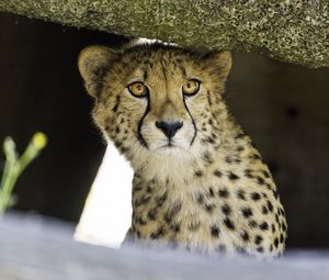 Preview wallpaper young cheetah, cheetah, predator, wildlife