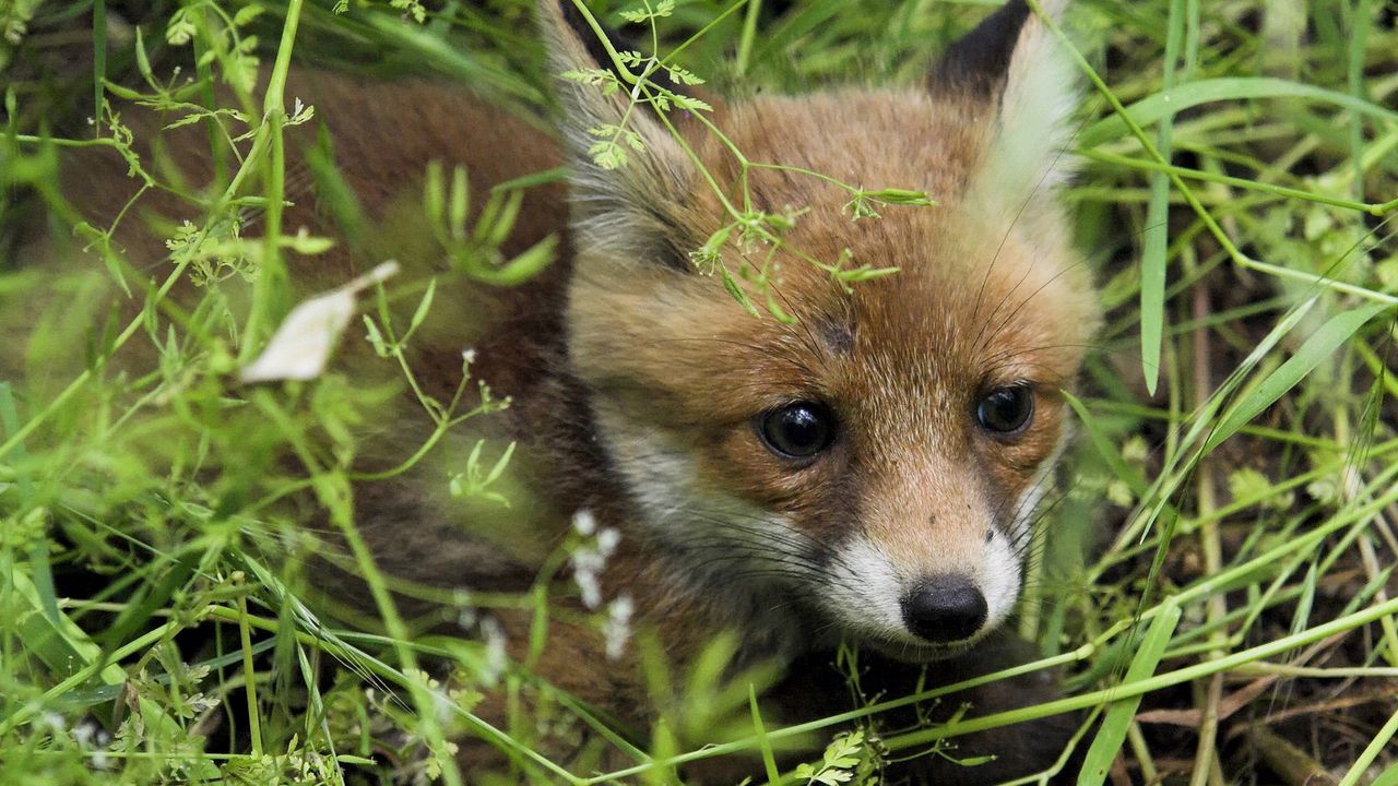 Wallpaper young fox, fox, grass, baby