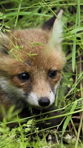 Preview wallpaper young fox, fox, grass, baby