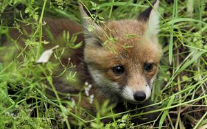 Preview wallpaper young fox, fox, grass, baby