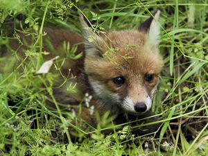 Preview wallpaper young fox, fox, grass, baby