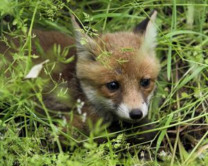 Preview wallpaper young fox, fox, grass, baby