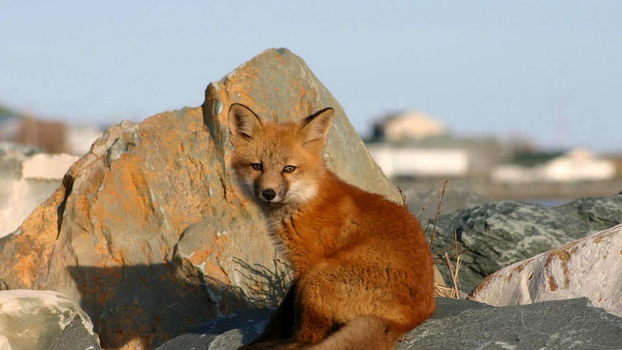 Wallpaper young fox, rocks, danger, cub, fox