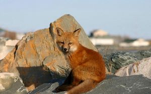 Preview wallpaper young fox, rocks, danger, cub, fox