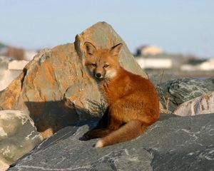 Preview wallpaper young fox, rocks, danger, cub, fox