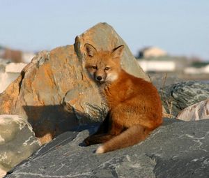 Preview wallpaper young fox, rocks, danger, cub, fox