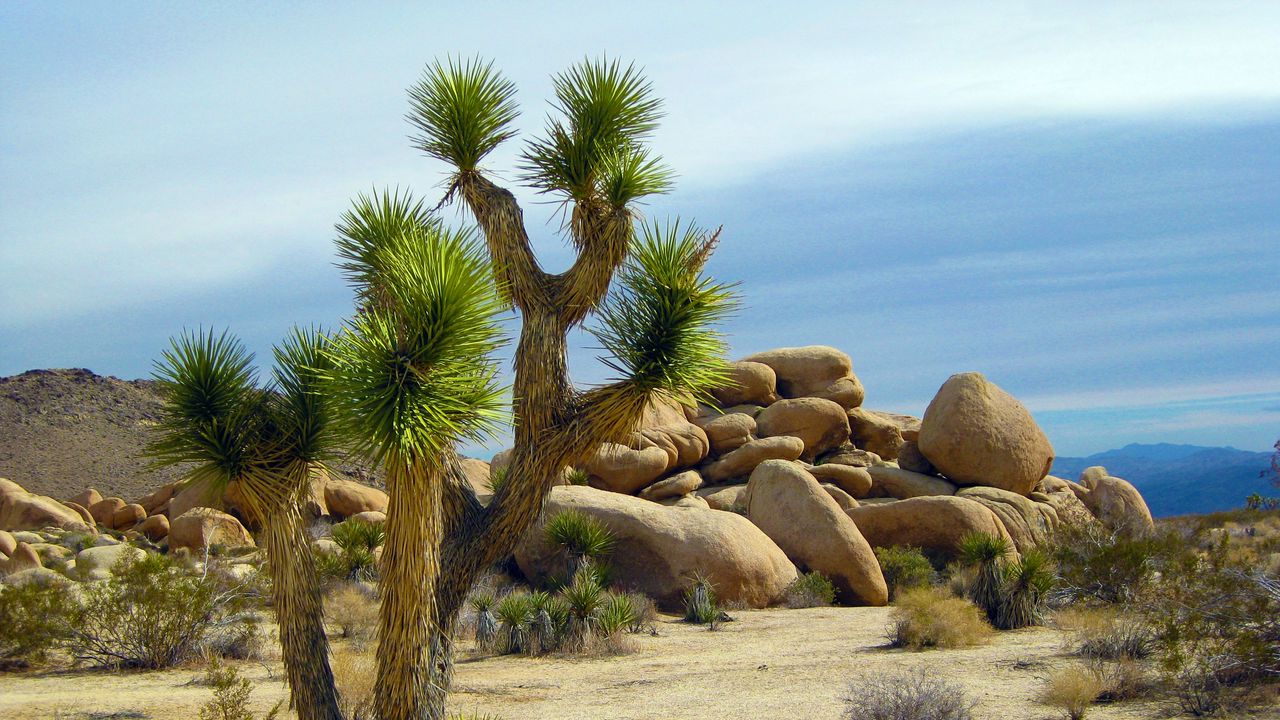 Wallpaper yucca brevifolia, cylindropuntia, california, national park