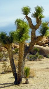 Preview wallpaper yucca brevifolia, cylindropuntia, california, national park