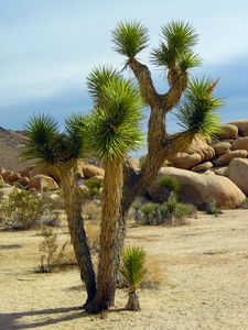 Preview wallpaper yucca brevifolia, cylindropuntia, california, national park