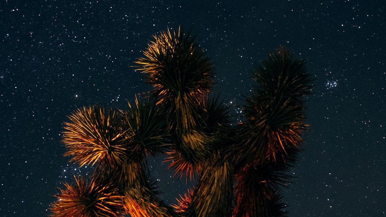 Wallpaper yucca brevifolia, starry sky, tree, branches
