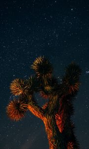Preview wallpaper yucca brevifolia, starry sky, tree, branches
