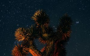 Preview wallpaper yucca brevifolia, starry sky, tree, branches