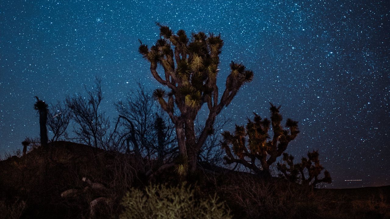Wallpaper yucca, starry sky, night, desert