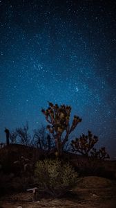 Preview wallpaper yucca, starry sky, night, desert