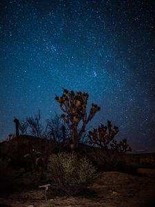Preview wallpaper yucca, starry sky, night, desert
