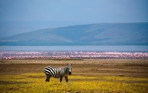 Preview wallpaper zebra, africa, background, lake, flamingos