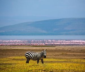 Preview wallpaper zebra, africa, background, lake, flamingos
