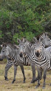 Preview wallpaper zebra, africa, walk