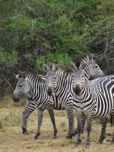 Preview wallpaper zebra, africa, walk