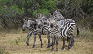 Preview wallpaper zebra, africa, walk