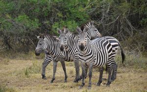 Preview wallpaper zebra, africa, walk