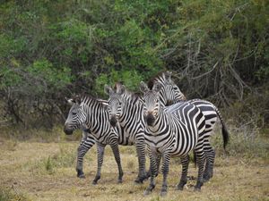 Preview wallpaper zebra, africa, walk