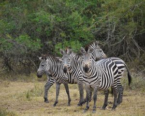 Preview wallpaper zebra, africa, walk