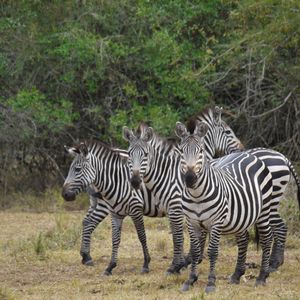 Preview wallpaper zebra, africa, walk