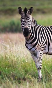 Preview wallpaper zebra, animal, field, wildlife