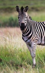 Preview wallpaper zebra, animal, field, wildlife