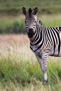 Preview wallpaper zebra, animal, field, wildlife