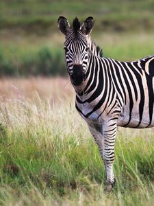 Preview wallpaper zebra, animal, field, wildlife
