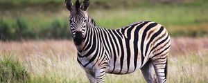 Preview wallpaper zebra, animal, field, wildlife