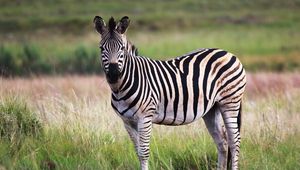 Preview wallpaper zebra, animal, field, wildlife