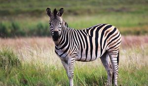 Preview wallpaper zebra, animal, field, wildlife