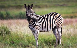 Preview wallpaper zebra, animal, field, wildlife